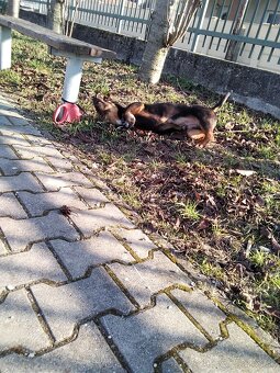 Darujem šteniatko psa - 8