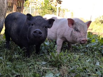 gottingenske mini prasiatka prasa prasce gotingen sviňa svin - 8