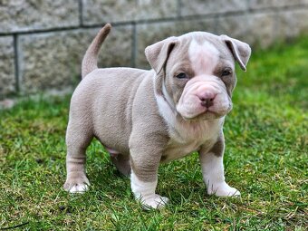 American bully - 8