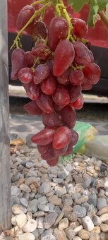 Vinič stolový predaj. - 8