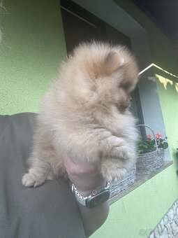 Pomeranian s pp FCI - 8