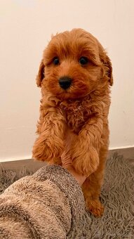Maltipoo dark red - 8