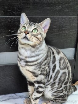 Bengalske macke - 8