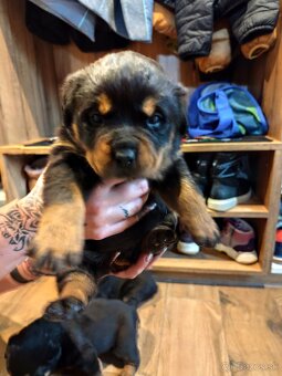 Predám rotvajlera - 8