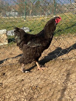 Predám kohútov Brahma veľká - 8