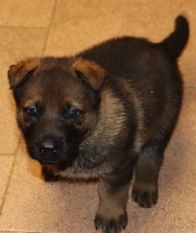 Německý ovčák s PP - 8