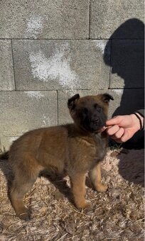 Belgický ovčiak- Malinois - 8