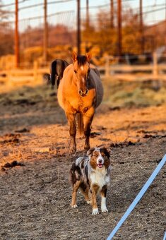 American quarter horse/ aqh - 8