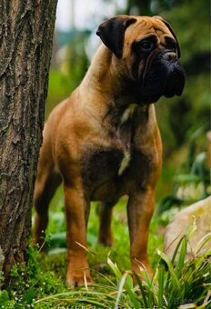 Bullmastiff Steniatko - 8