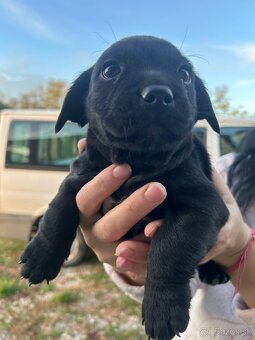 Darujem šteniatka - 8