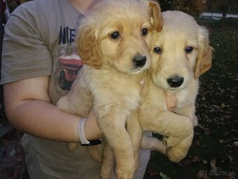 Šteniatka zlatého retrievera - 8