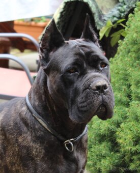 CANE CORSO s PP-sivý psík - 8