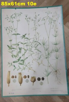 staré školské tabule/plagáty raslín-stromov-zvierat - 8