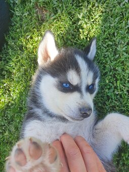 Šteniatka sibirský husky - 8