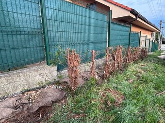 Strihanie živých plotov, Vypilovanie tují a stromov, kosenie - 8