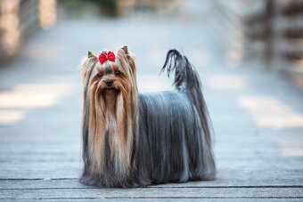 Yorkshire terier - 8