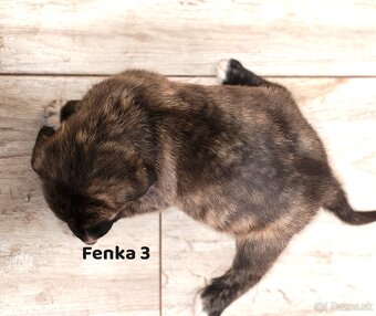 Stredoazijsky ovčiak - 8