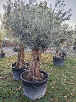 Olivovník europea - 8