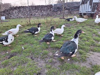 Predám pižmové (čínske) kačice / káčerov - 8