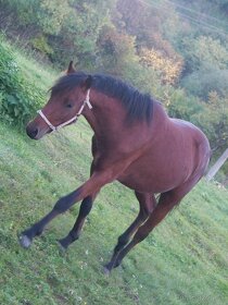 Welsh Pony A/SŠP - 8