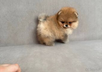 Pomeranian - 8