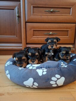 Yorkshirsky terier York - 8