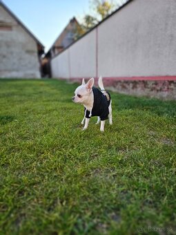 HOLÍČ / BORSKÝ MIKULÁŠ: 🐾 Ponuka na krytie – čivava Jackie - 8