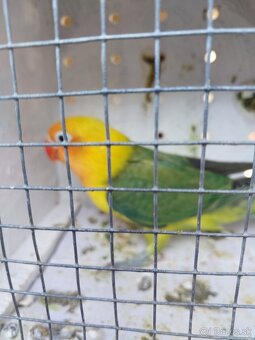 Predám agapornis - 8