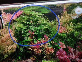 Rastlinky do akvária - 8