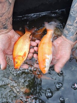 koi kapre - 8