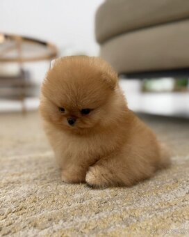 Pomeranian mini - 8