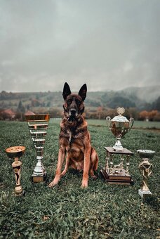 Belgický ovčiak-Malinois - 8