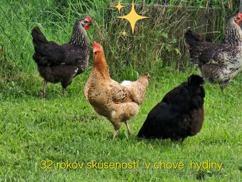Mládky vysokoznáškových nosníc Dominant,Sliepky 0907798048 - 8