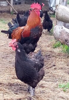 NV marans medenokrký - 8