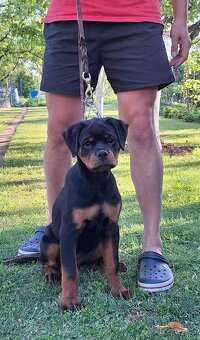 Steniatka rottweilera,rotvajlera,rtw,rotty s PP - 8