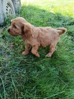 Maltipoo,maltipo - 8