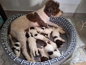 Lagotto romagnolo s PP (italský vodní pes) - 8