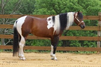 Valach APH american paint 2 roky - 8