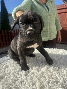 Cane Corso šteniatka - 8