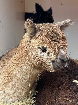 Alpaka samček béžový - 8