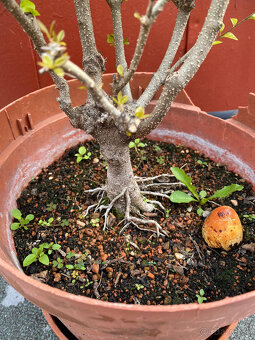 Ligustrum Vtáčí Zob bonsaj - 8