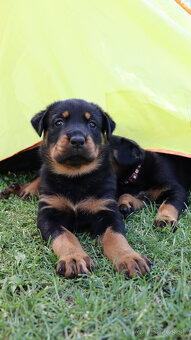 Beauceron - francouzský ovčák -  štěňátka s PP - 8