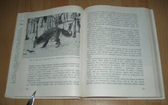 Zajac a králik - 8