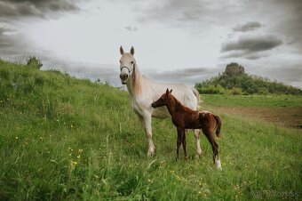 2 mesačný arab x appaloosa - 8