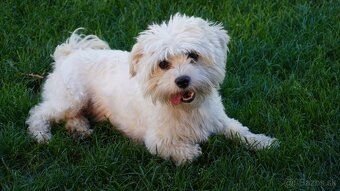 Maltipoo - 8