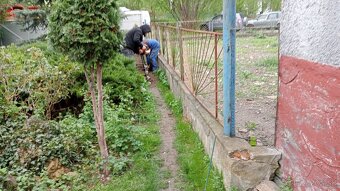 Tuja Smaragd, vavrínovec, červienka - Spišská Nová Ves - 8