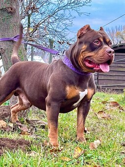 American bully xl s PP - 8