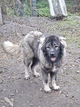 Šteňatá Kaukazský ovčiak - 8