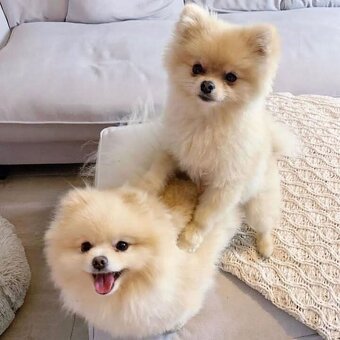 Pomeranian mini - 8