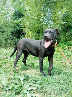 Darujem skvelú rodinnú sučku Daisy - mix bull a labrador - 8